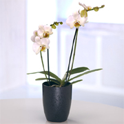 Orchid Plant