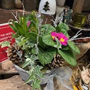 Small Planted Basket