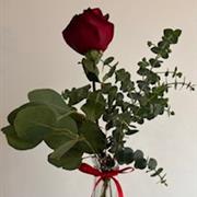 Single Red Rose